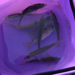 ジグサビキでアジやサバ